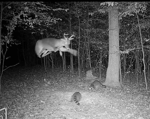 trail cam photo of what appears to be a deer jumping over two racoons