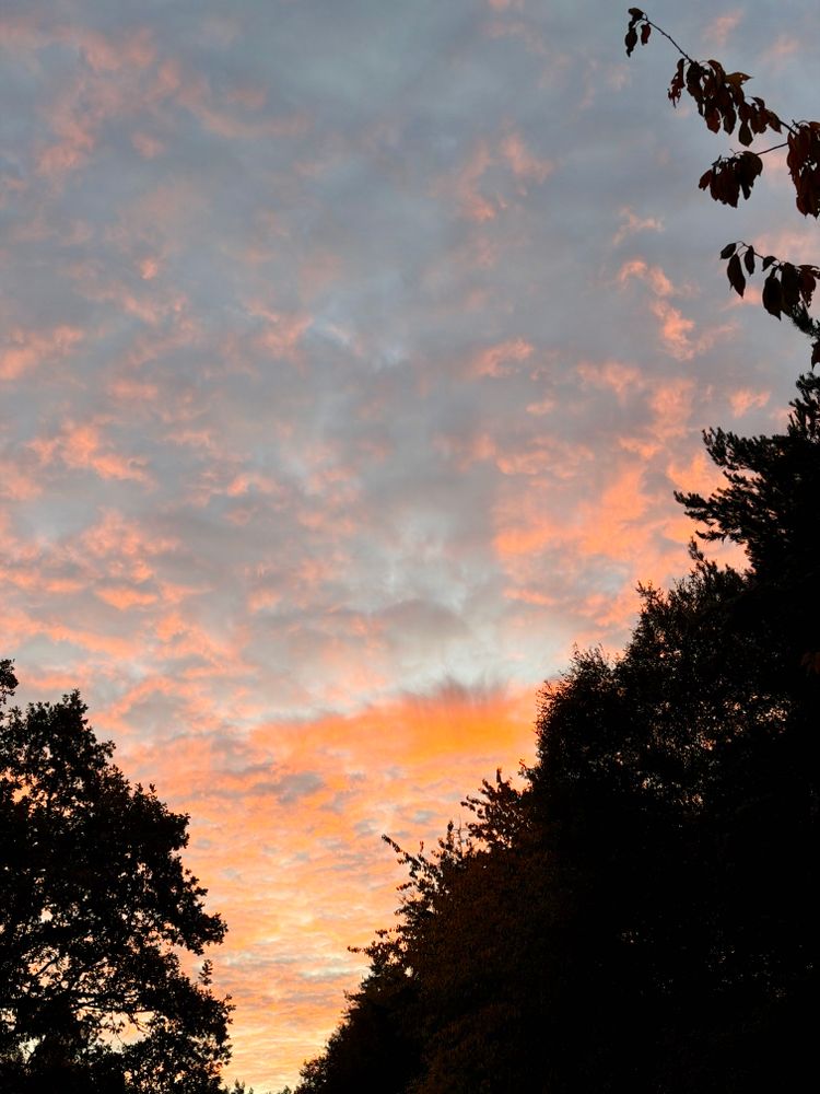 The image shows a scenic view of a sky during sunrise, filled with scattered high clouds tinted in hues of pink, orange, and soft blue. The silhouette of tall trees frames the lower part of the picture, with a few branches and leaves visible against the glowing sky.