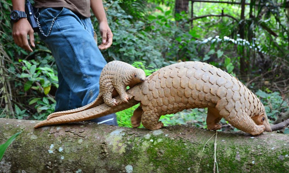 The image shows a mother Pangolin crossing a fallen tree with her pup riding on her back. 
