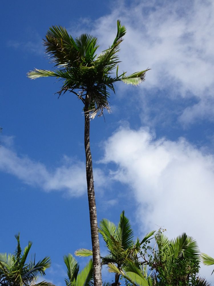 Tall skinny palm tree against blue sky with thin white clouds. 
