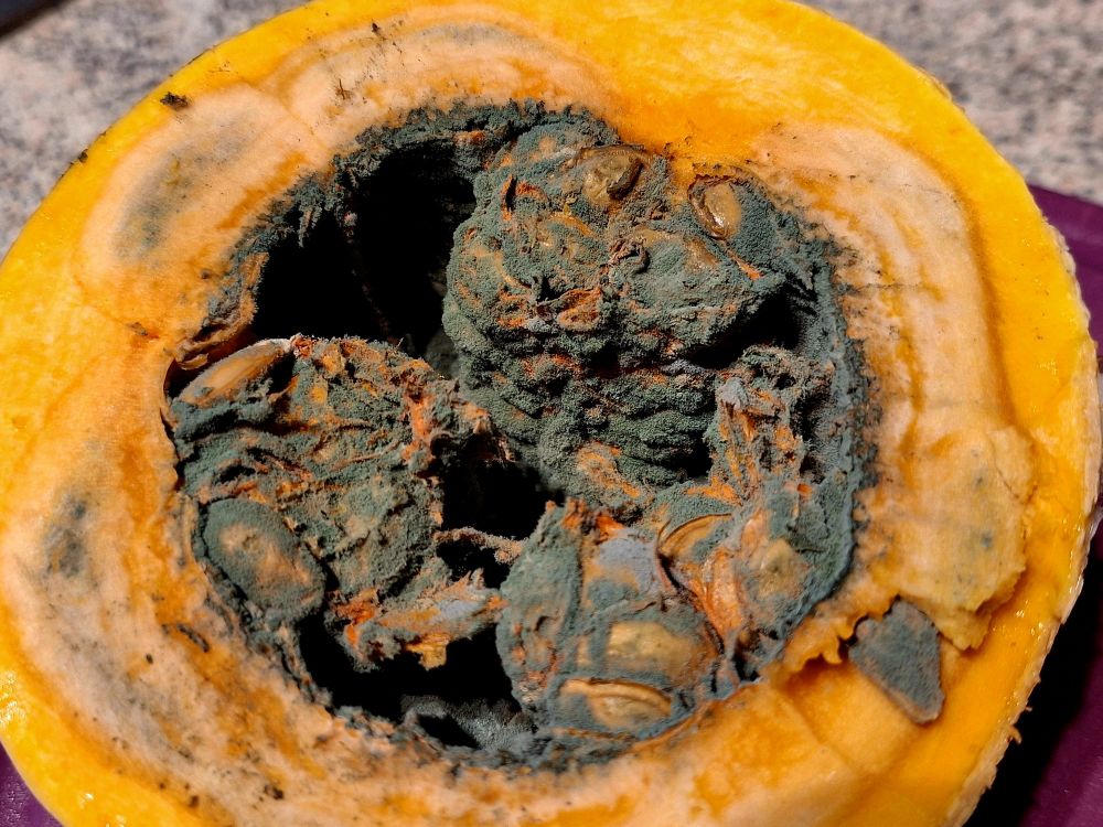 Nahaufnahme des flauschig grünen Kerngehäuses. Das Fruchtfleisch drumherum schimmelt auch, aber eher weißlich. Dann folgt ein dünner Rand in orange.