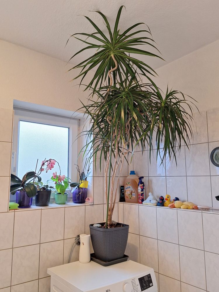Ein großer Drachenbaum steht im Bad auf der Waschmaschine. Seine Blätter reichen bis zur Decke.