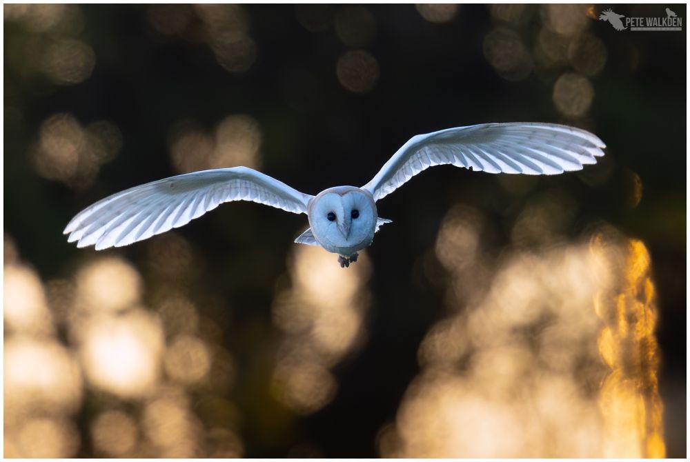 A photo of a barn owl flying in front of a hedge that is back lit by the rising sun.