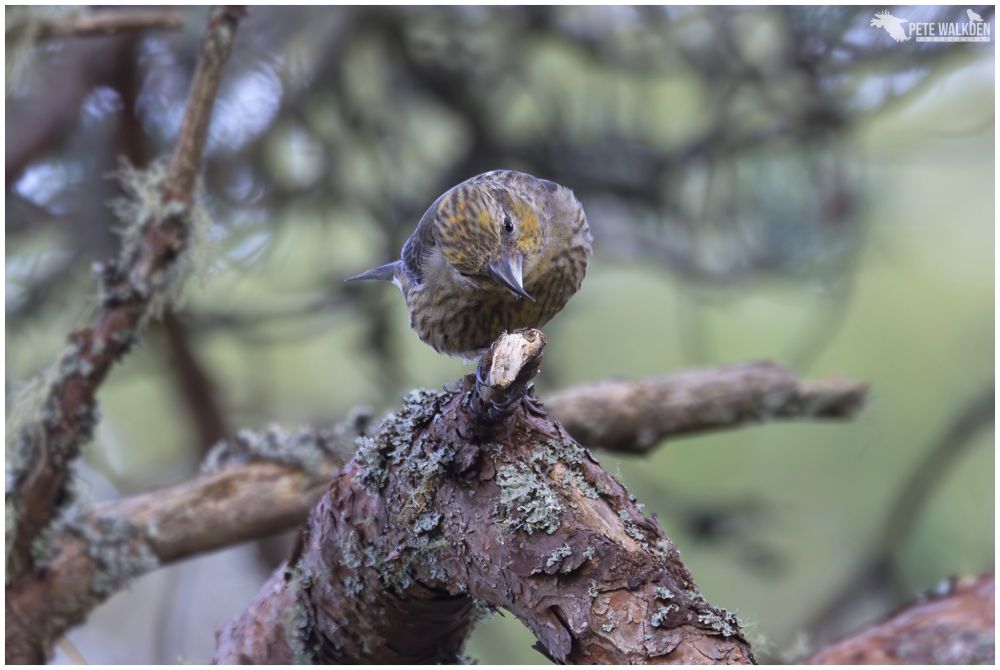 A photo of a crossbill perched in a pine tree, in the Scottish Highlands.