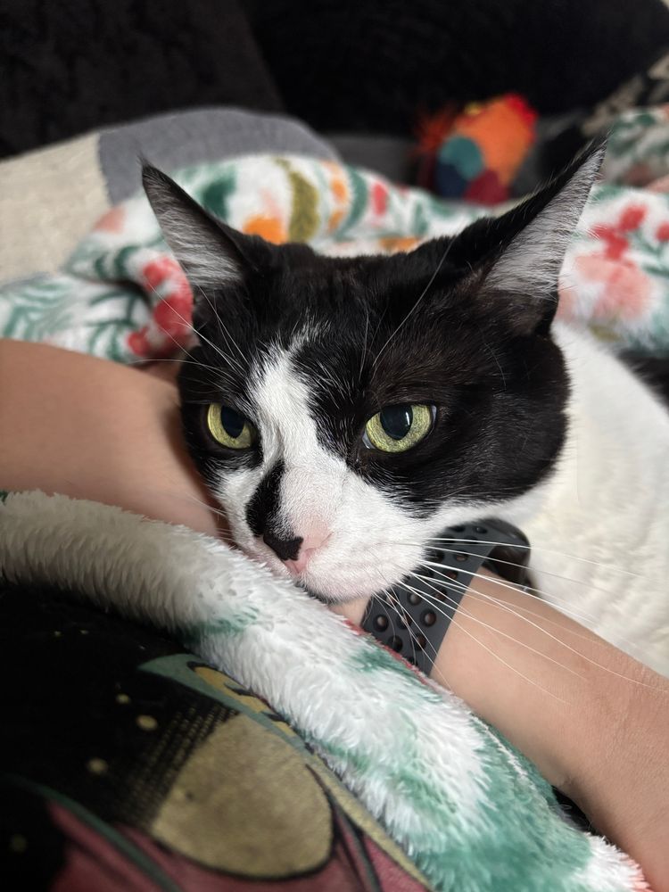 Tuxedo cat resting on wrist 