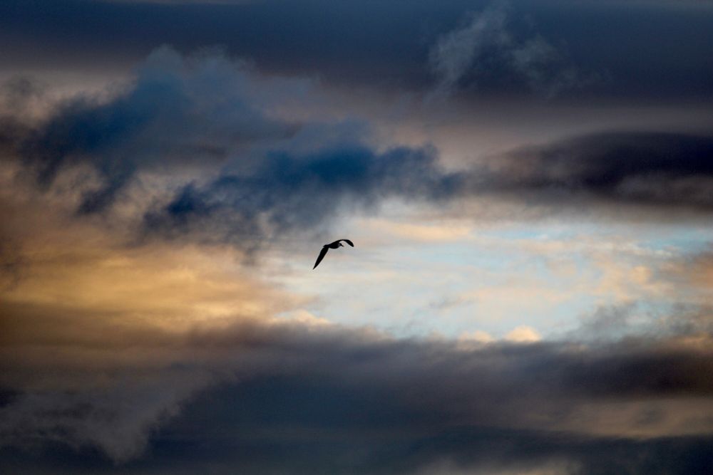 Eine einzelne Mövenpick am bewölktem  Herbsthimmel.
