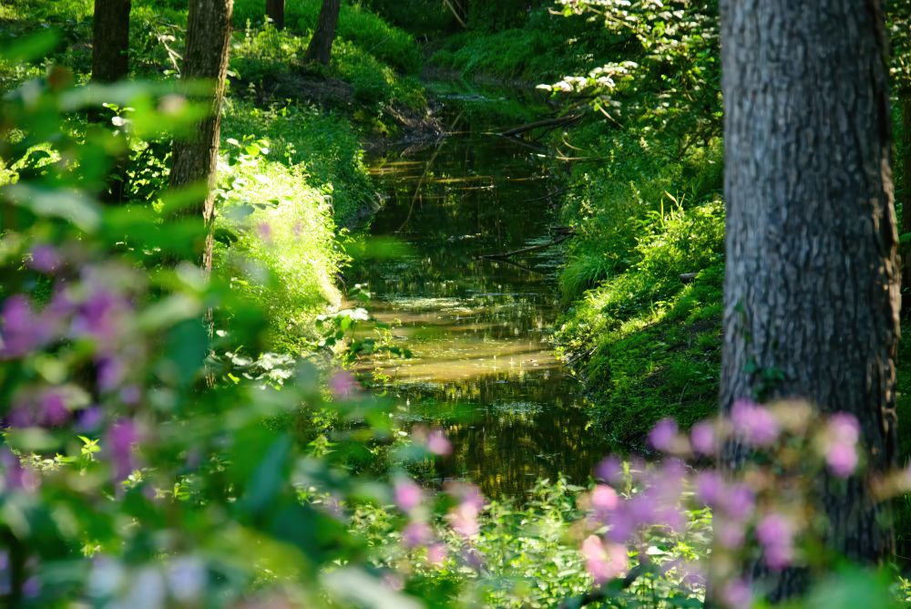 Bachlauf im Schwarzwald bei #Steinmauern