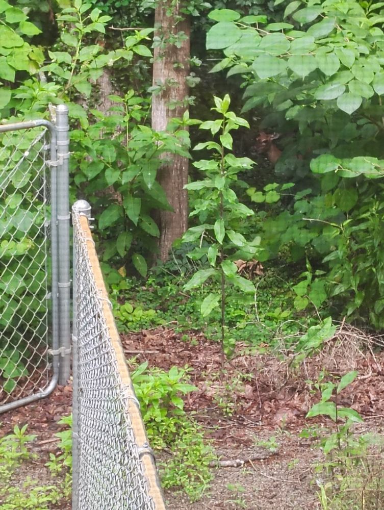 Deer INSIDE the fence with the open gate in the foreground