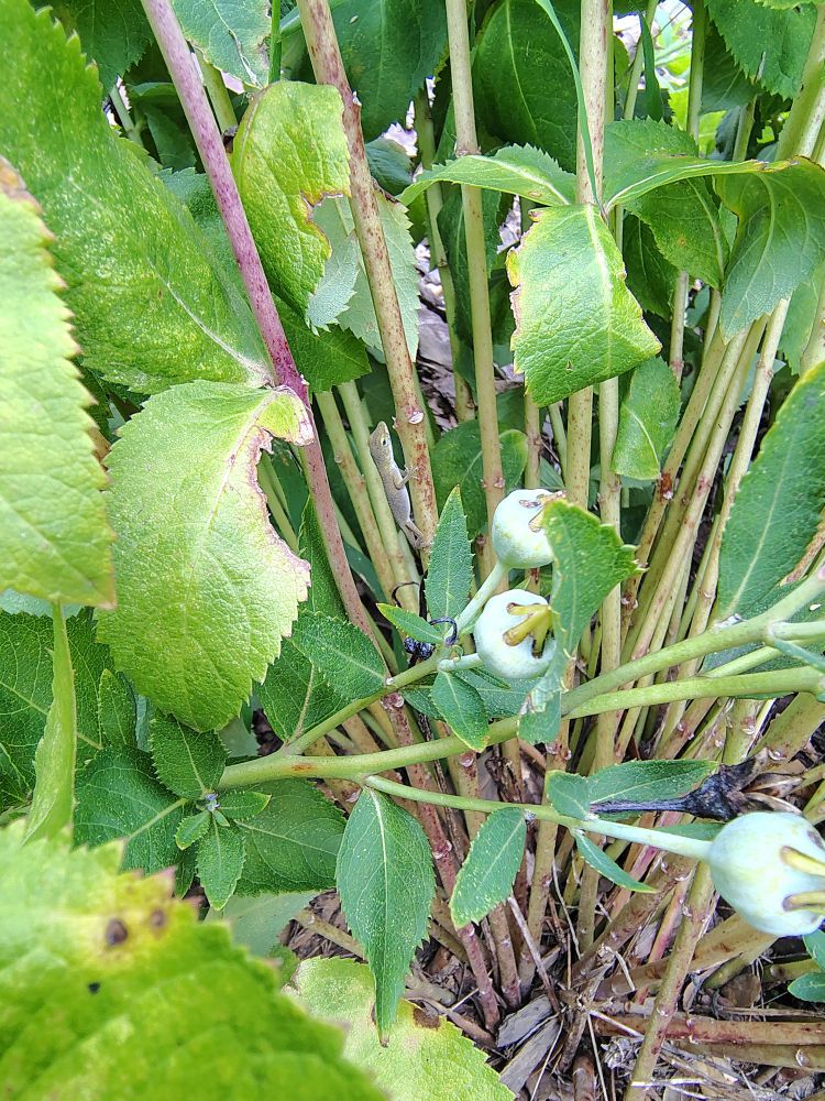 Little guy (lizard) in plant