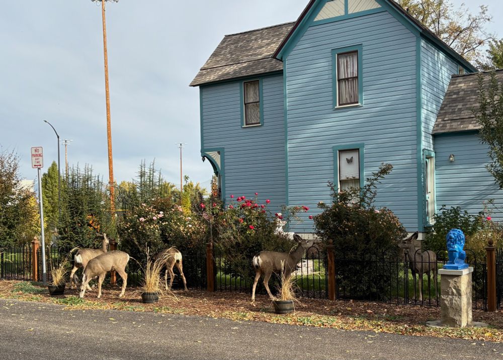 5 female whte-tailed deer nibbling on shrubs including roses between paved street littered with leaves and a circa 1900s well-cared-for two story blue house. a 'no parking' sign can be seen next to 2 of left-most deer