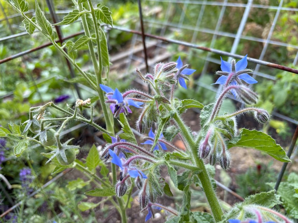 Densely planted bit of garden. Colors predominantly green and violet-blue (which are the borage flowers in foreground). They’re 5-point star shaped and numerous, leaning off the stem in several directions. Fuzzy, they look almost backlit