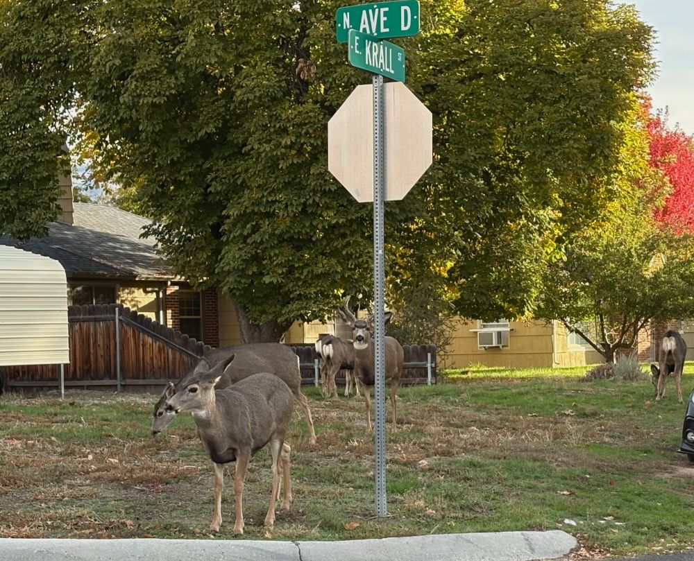 4 of the 6-7 deer seen first seen. in empty grassy-weedy lot in neighbourhood. mature trees, some changing to red. in center, behind post of a stop sign is the male, with antlers, and intent on one of females. others nibbling and nearest one looking at me.