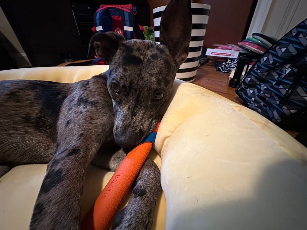 grey and brown teenage catahoula leopard pit mix with black spots, laying in a plush yellow bed with a orange and blue chuckit! stick hanging out of his mouth, one ear sticking straight up and one ear down, in front of disc golf paraphernalia 