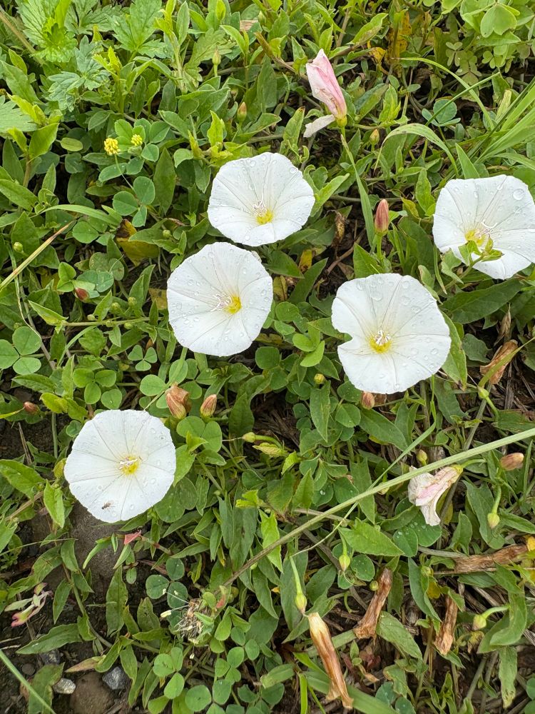 A close up of small white flowers growing on the ground. I think they are field bindweed but I’m not positive. 