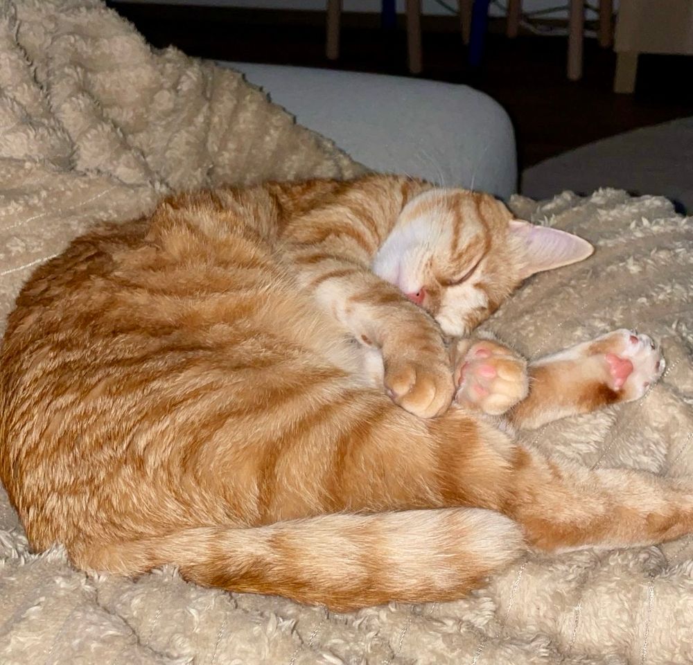 The most beautiful gingercat laying on a blanket and her pink beans are showing.