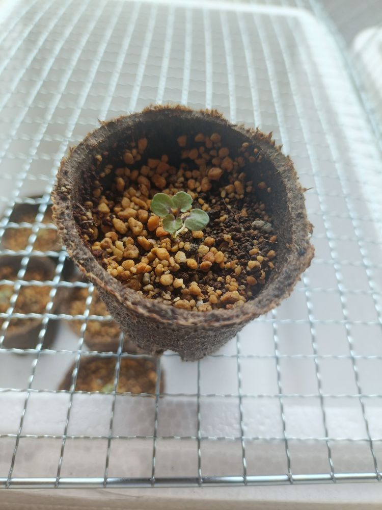 種まきしたビオラ
ゆっくり成長している
年内に花が咲くといいが…🌱