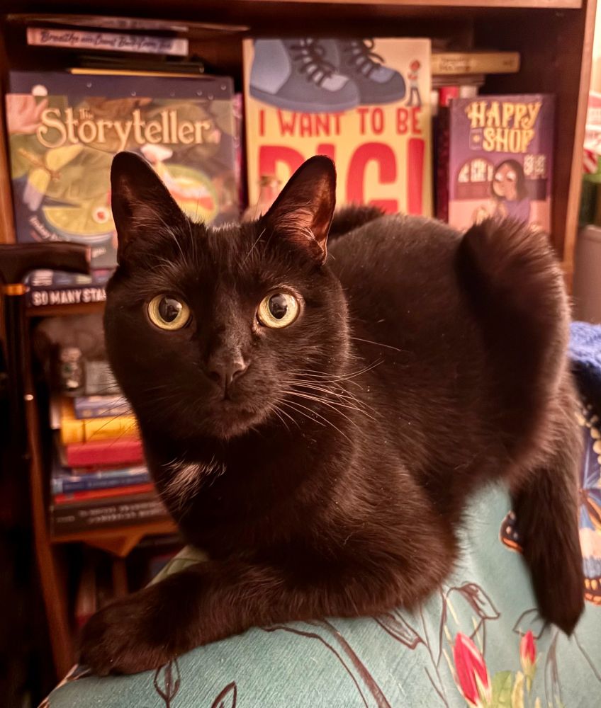 Daffodil is a small black cat with large ears and large, yellow eyes. She sits in a loaf in front of a bookshelf, on which can be seen the books "The Storyteller" by Lindsay Bonilla, "I Want To Be Big" by Tiffany Golden, and "The Happy Shop" by Brittany Long Olsen. End alt text.