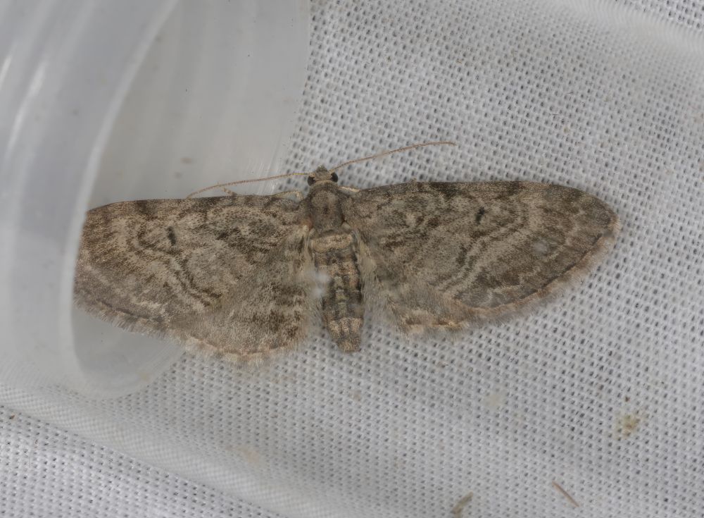 Pauper Pug moth, relatively large and attractive as Pugs go, and a lifer for me.