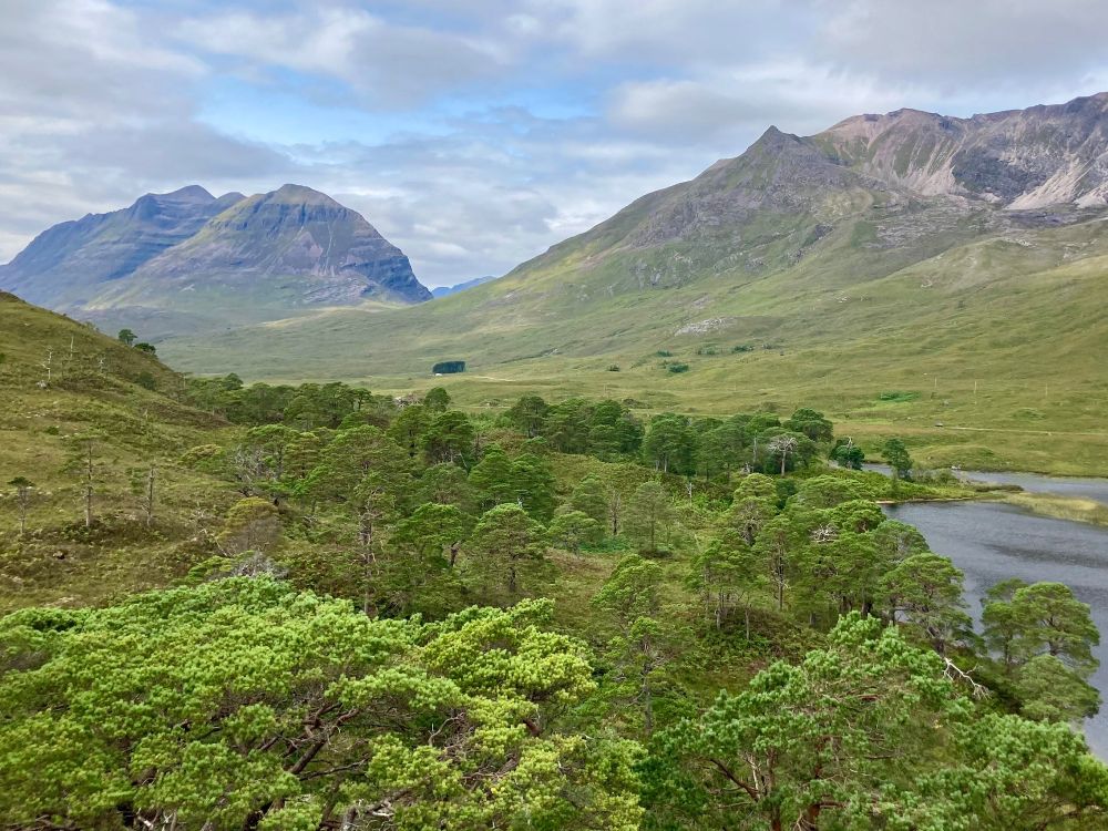 Trees in an upland valley in Scotland, UK