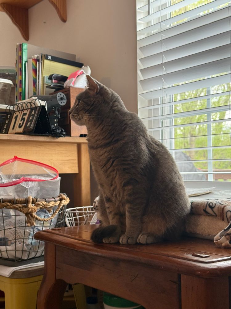 My cat Nacho. She’s pretty like her mama 😘