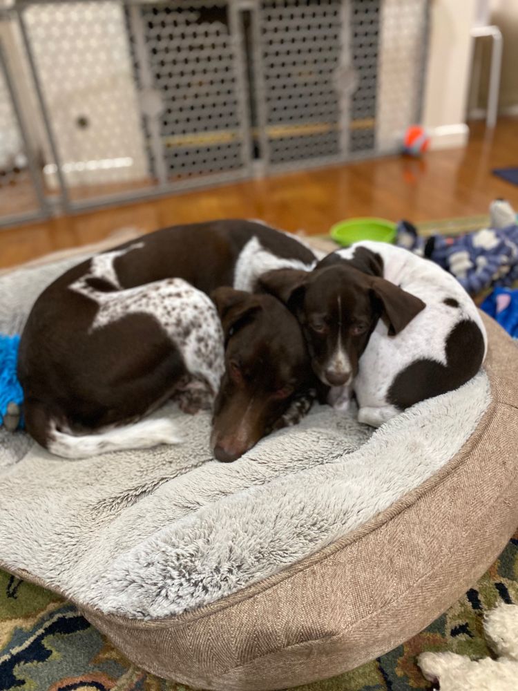 Nugget and Eli (puppy) sleep cuddle together after a bath. 