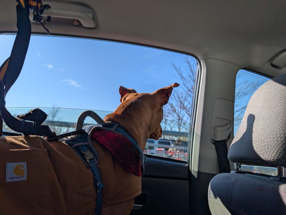A reddish brown Vizsla doggo looks out of the window of a car in a Costco parking lot