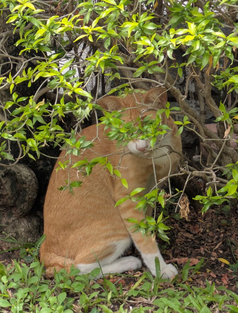 orange stray cat, short tail, face obscured by foliage