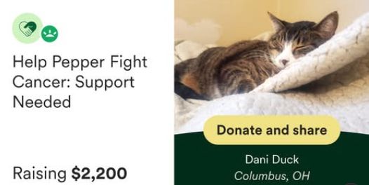 Because I shared it through GoFundMe there was no alt tex. Alt: Help Pepper Fight Cancer: Support Needed. Raising $2,200. A photo of a tiger stripped kitty on a blanket. Donate and share. Columbus, OH.
