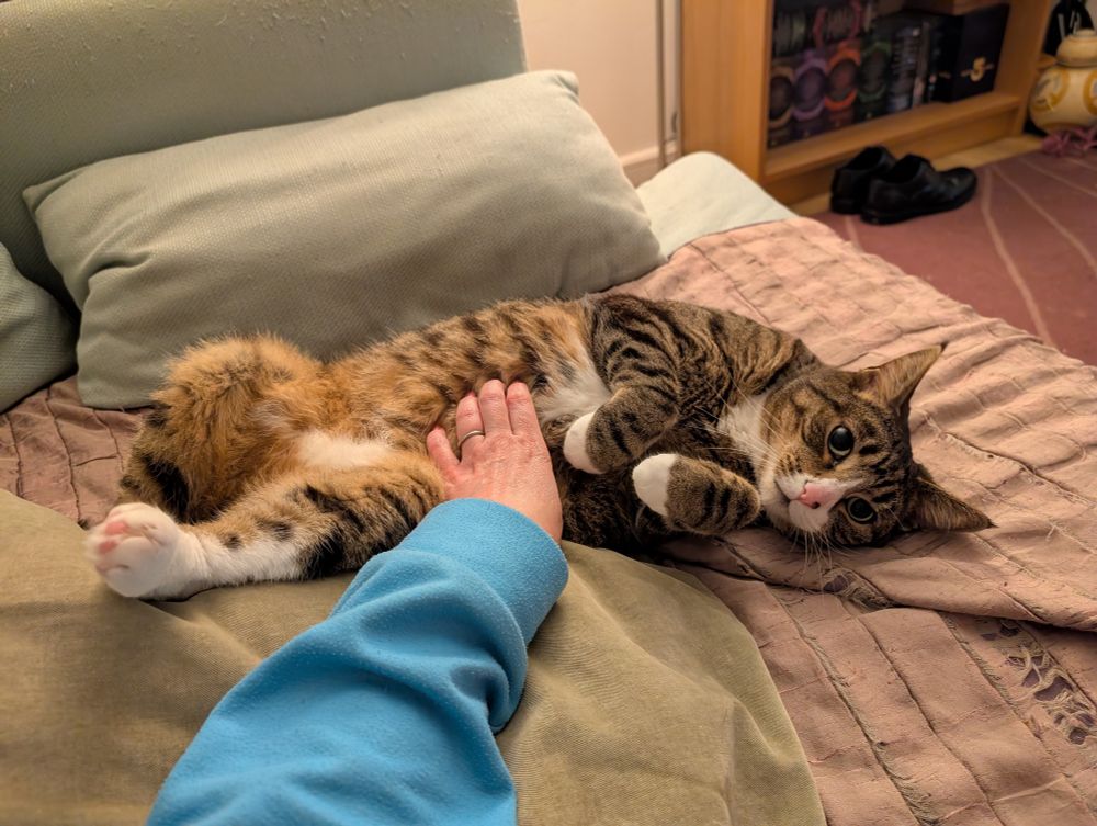 A tabby and white cat lying on a sofa on her back, paws up, getting belly rubs from her human 