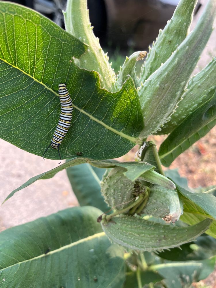 milkweed plant with a monarch caterpillar