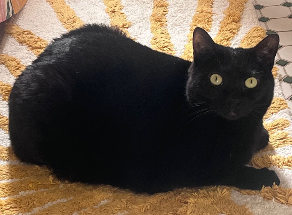 A velvety black cat luxuriates on a bath mat like she owns the place. Her eyes are wide open and her mouth is a tiny pucker.