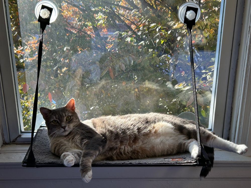 A gray tabby cat stretches out luxuriously on a window hammock while mugging for the camera.