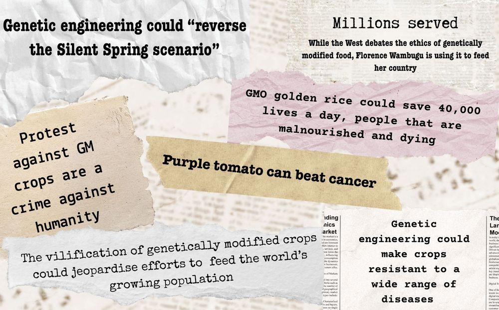 A collage of headlines and quotes promoting the proclaimed benefits of genetically modified (GM) crops and genetic engineering. Text snippets include statements such as “Genetic engineering could ‘reverse the Silent Spring scenario’,” “Millions served – While the West debates the ethics of genetically modified food, Florence Wambugu is using it to feed her country,” and “GMO golden rice could save 40,000 lives a day, people that are malnourished and dying.” Other phrases emphasize medical and agricultural benefits like “Purple tomato can beat cancer,” “Genetic engineering could make crops resistant to a wide range of diseases,” and “The vilification of genetically modified crops could jeopardize efforts to feed the world’s growing population.” One quote reads, “Protest against GM crops are a crime against humanity.” The background is styled with torn-paper textures.