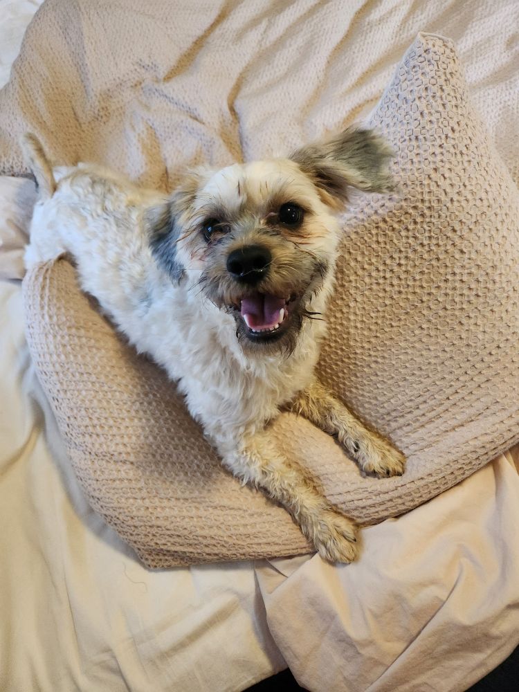 Small dogs with whitish fur rolling around on beige blanket, looking at the camera with a goofy doggy grin.