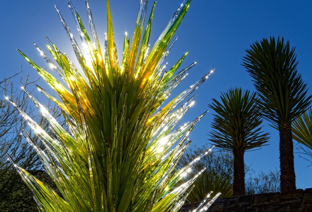 backlit glass sculpture in a desert botanical garden