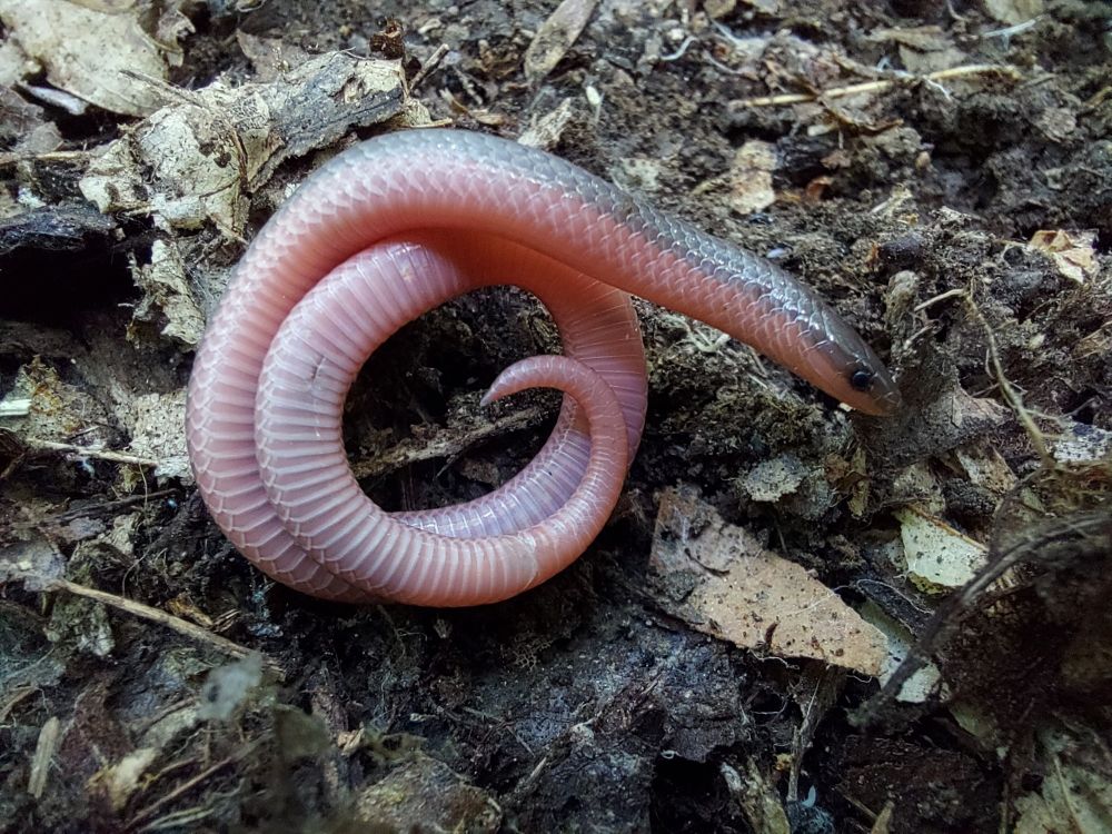 A thin curled up snake on top of leaf litter. It is brown dorsally and pink below, with a pointed tail and black eyes. 