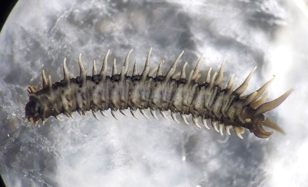 Side view of grey larva with dark head capsule and many long fleshy lobes around its body.