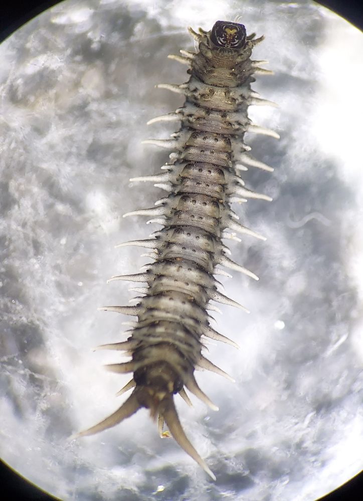 Bottom view of grey larva with dark head capsule and many long fleshy lobes around its body.