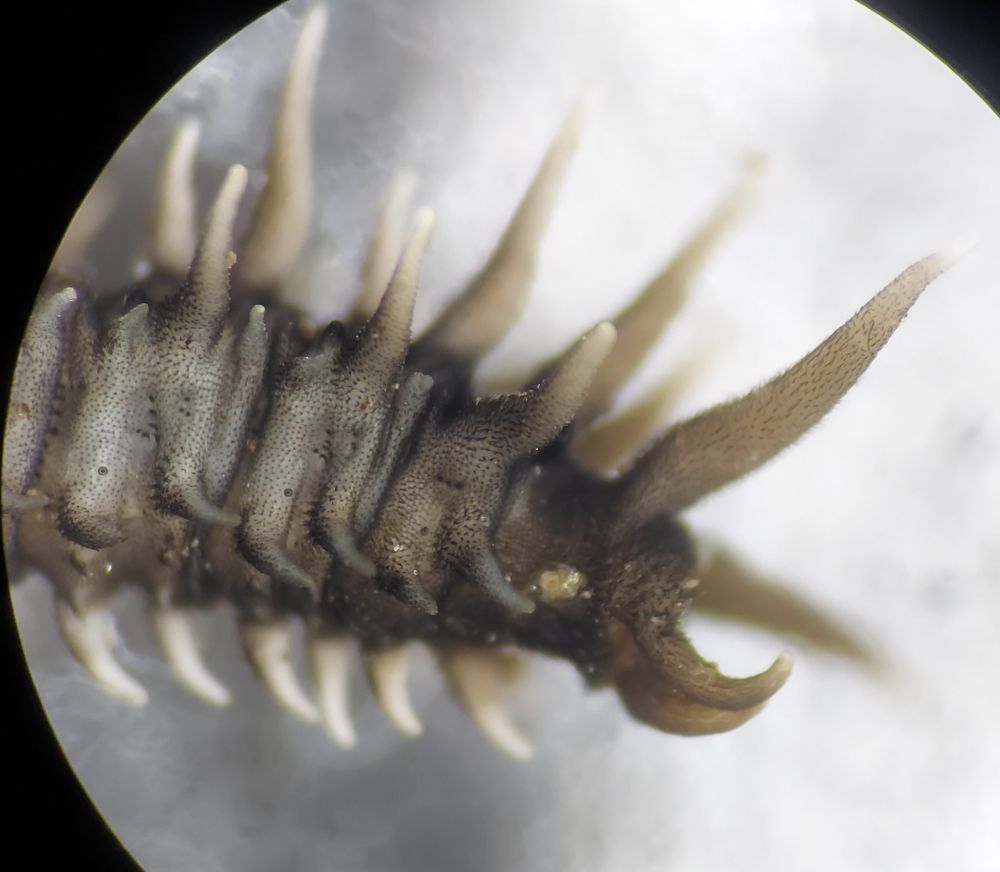 Side view of grey larva showing the last few segments with large fleshy lobes.