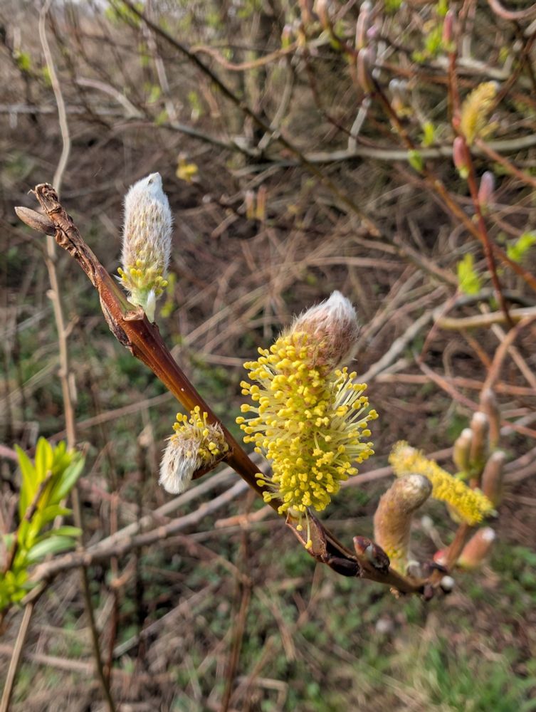 Pussy willow catkins 