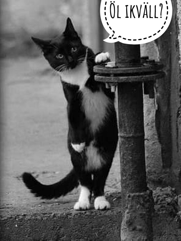 Öl ikväll? Undrar försiktigt sociala katten.