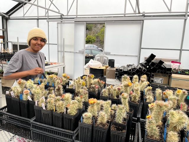 Dr. Niveditha Ramadoss in the greenhouse with cholla cacti
