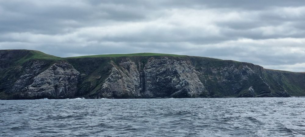 Cliffs from the sea, covered in gannets (the paler areas)