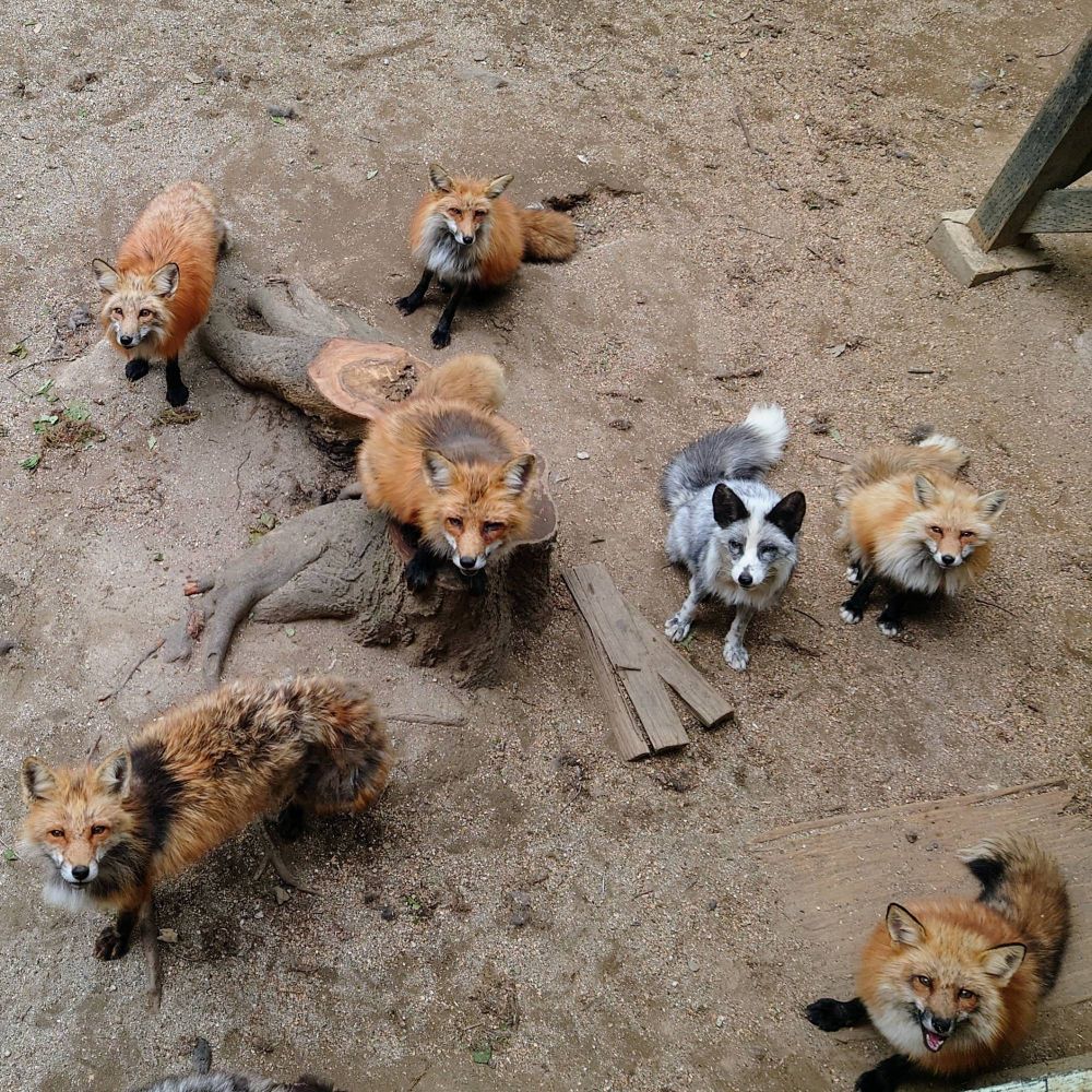 宮城蔵王キツネ村のきつねたち