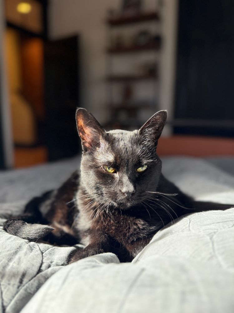  Black cat laying on blankets in the sun