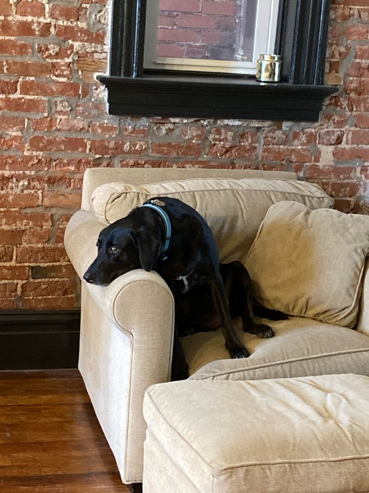 A black dog resting her head on a chair armrest, forlornly 