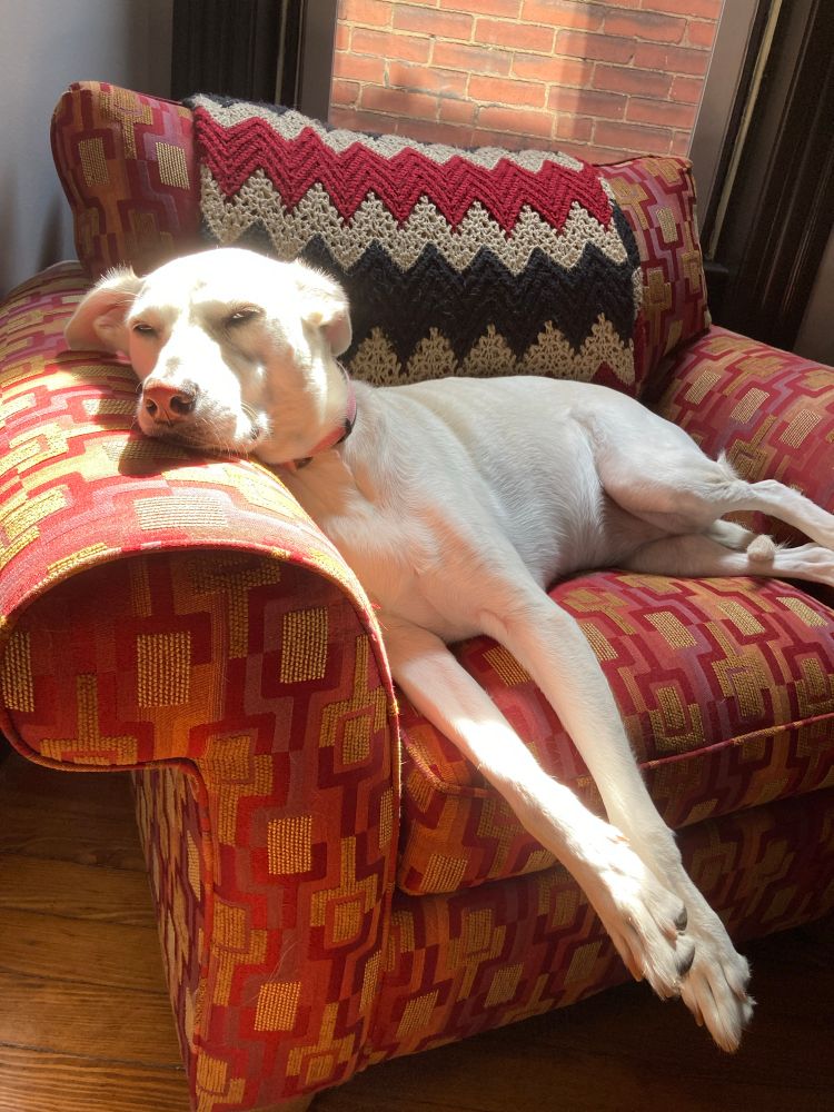 A white dog lounging in a red chair, with a sunbeam hitting her