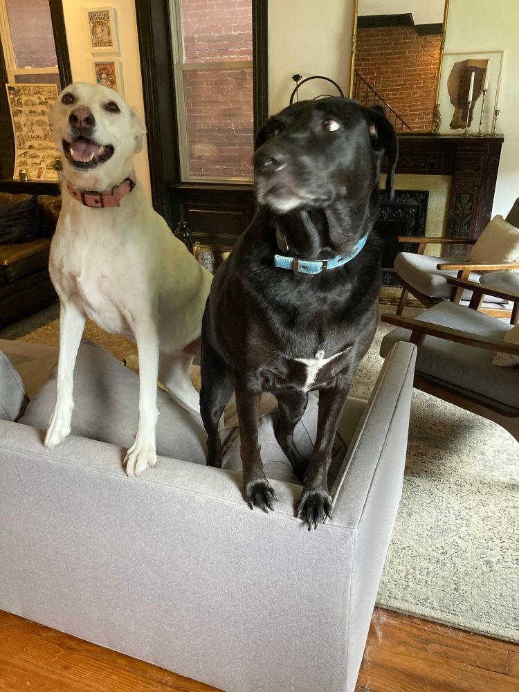 A white dog smiling next to a black dog side eyeing. Both are standing on the couch when they shouldn’t be. 