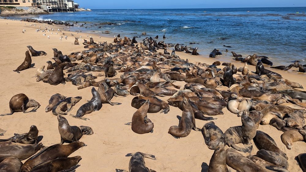 Hundreds of very smelly sea lions lounging on San Carlos beach in Monterey California.