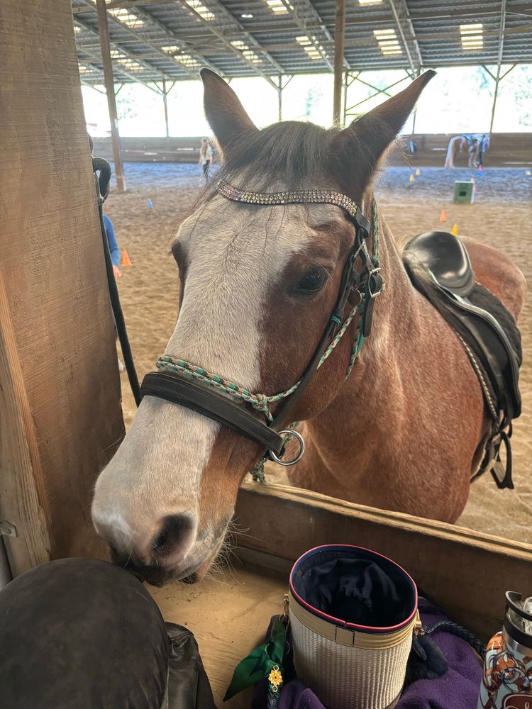 A big brown horse (he’s a chestnutpaint) with a white face (a blaze) is tied to a rail with an ambiguous look. Not pictured is the jacket he would eventually decide is Literally Satan 